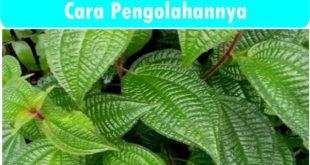 Ingin hidup sehat dengan bahan alami? Yuk, kenali manfaat daun senggani! Dari mengatasi masalah pencernaan hingga menjaga kesehatan hati, daun senggani menawarkan solusi herbal untuk Anda. Artikel ini membahas manfaat dan cara mengolah daun senggani dengan tepat