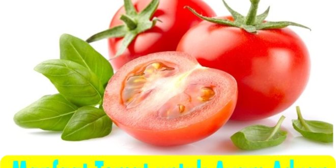 Ketahui bagaimana tomat dapat meningkatkan stamina, memperkuat kekebalan tubuh, dan menjaga kesehatan ayam aduan Anda. Dapatkan tips pemberian tomat yang tepat dan aman dalam artikel ini!