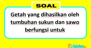 Getah yang dihasilkan oleh tumbuhan sukun dan sawo berfungsi untuk membantu melindungi pohon dari hama dan penyakit, menyimpan cadangan makanan dan air, serta membantu proses reproduksi. Selain itu, getah sukun dan sawo juga memiliki berbagai manfaat bagi manusia, seperti bahan baku obat, perekat alami, dan bahan baku industri.