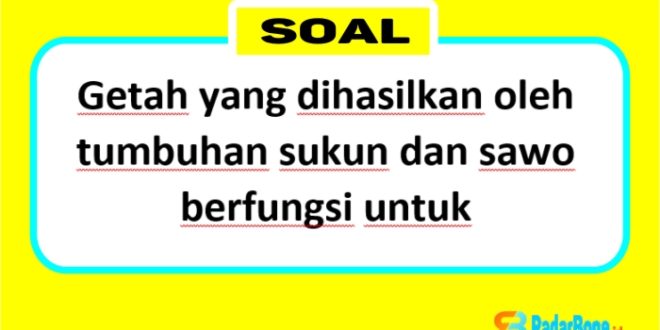 Getah yang dihasilkan oleh tumbuhan sukun dan sawo berfungsi untuk membantu melindungi pohon dari hama dan penyakit, menyimpan cadangan makanan dan air, serta membantu proses reproduksi. Selain itu, getah sukun dan sawo juga memiliki berbagai manfaat bagi manusia, seperti bahan baku obat, perekat alami, dan bahan baku industri.