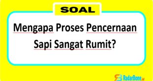 Mengapa Proses Pencernaan Sapi Sangat Rumit