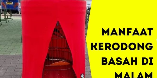 Tingkatkan Performa Burung Kicau Anda dengan Teknik Kerodong Basah di Malam Hari. Simak Manfaatnya untuk Kesehatan, Mental, dan Kualitas Kicauan!