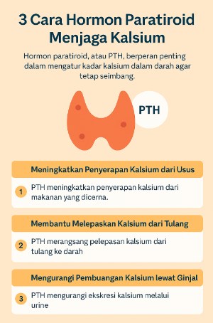Cara Hormon Paratiroid Mengatur Keseimbangan Kalsium