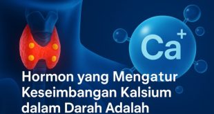 hormon yang mengatur keseimbangan kalsium dalam darah adalah